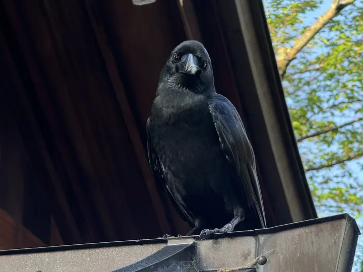 A crow on a wooden beam
