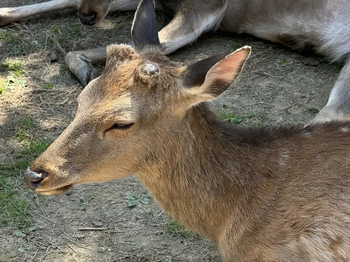Close-up of a deer