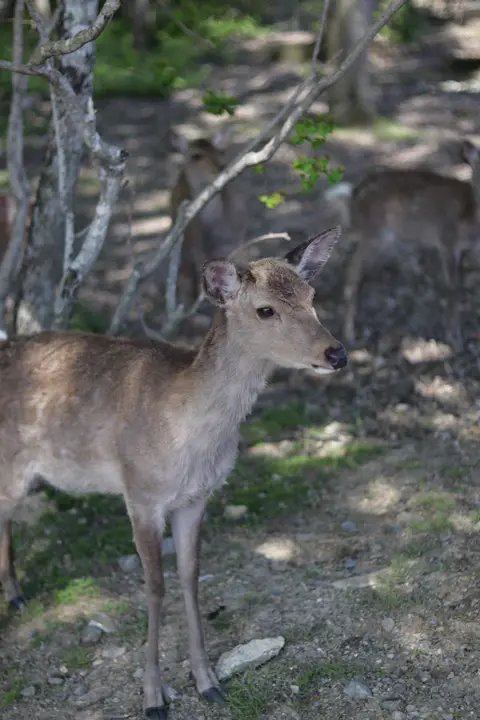 Young deer among trees