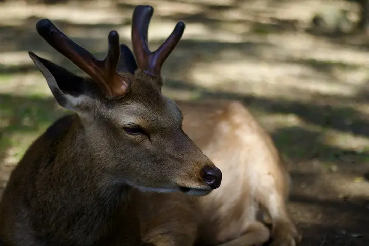 Deer with antlers resting in the shade