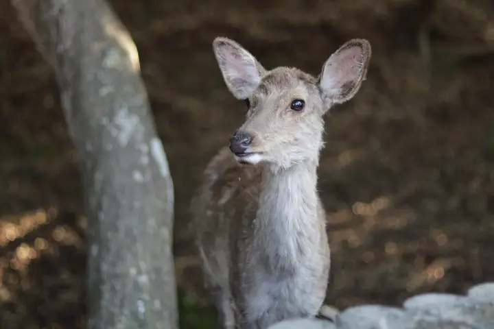 Deer beside a tree trunk