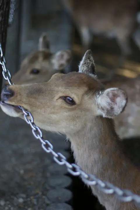 Deer behind a chain