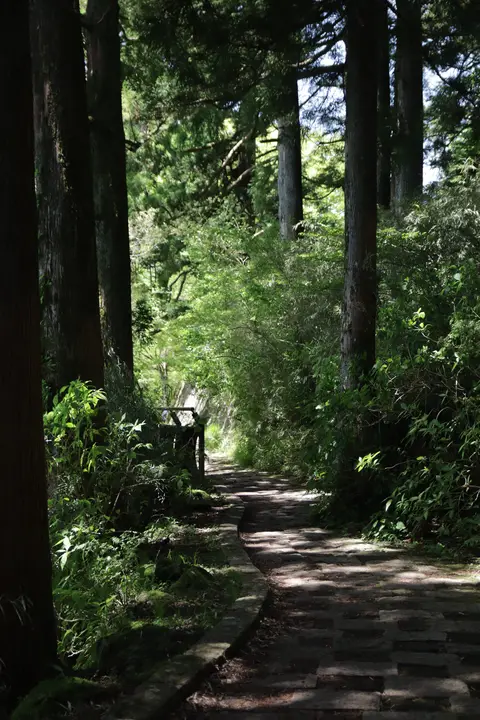 Forest path between cedars