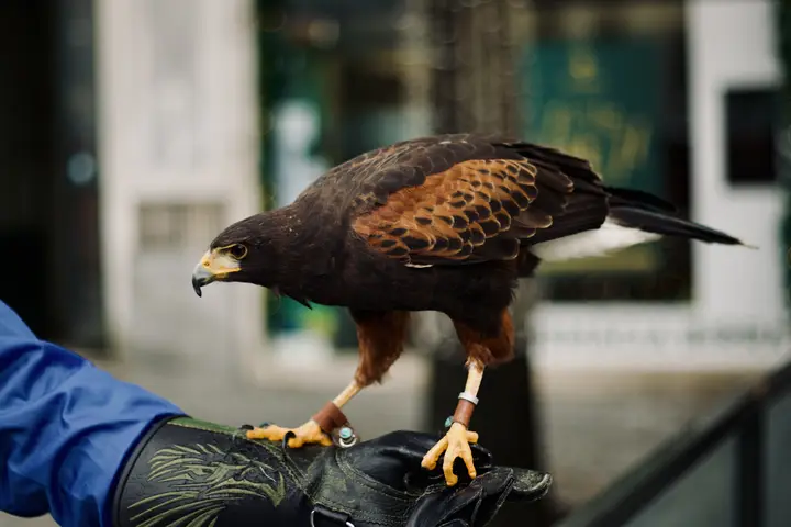 Hawk on a falconer's glove